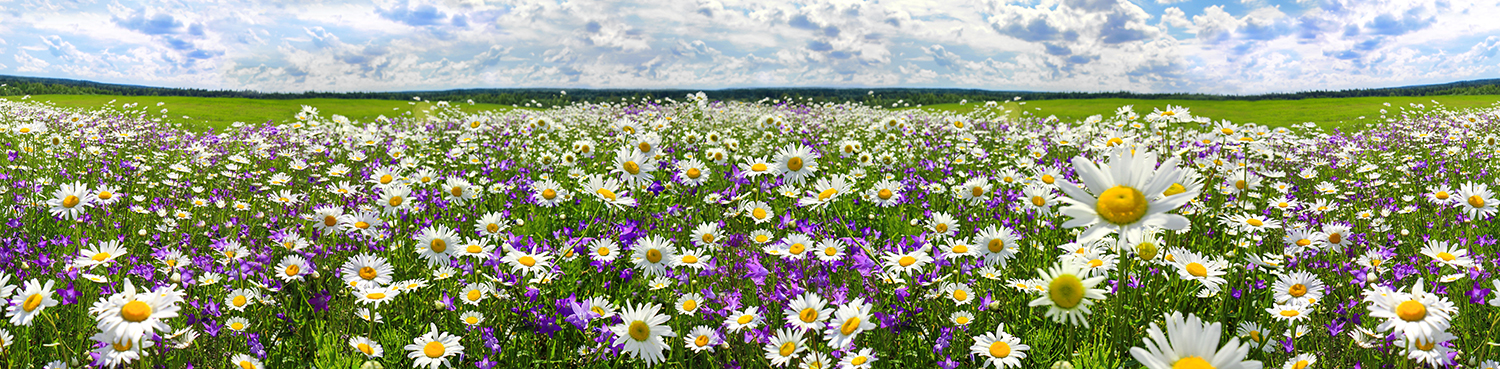 Bild på en blomsteräng
