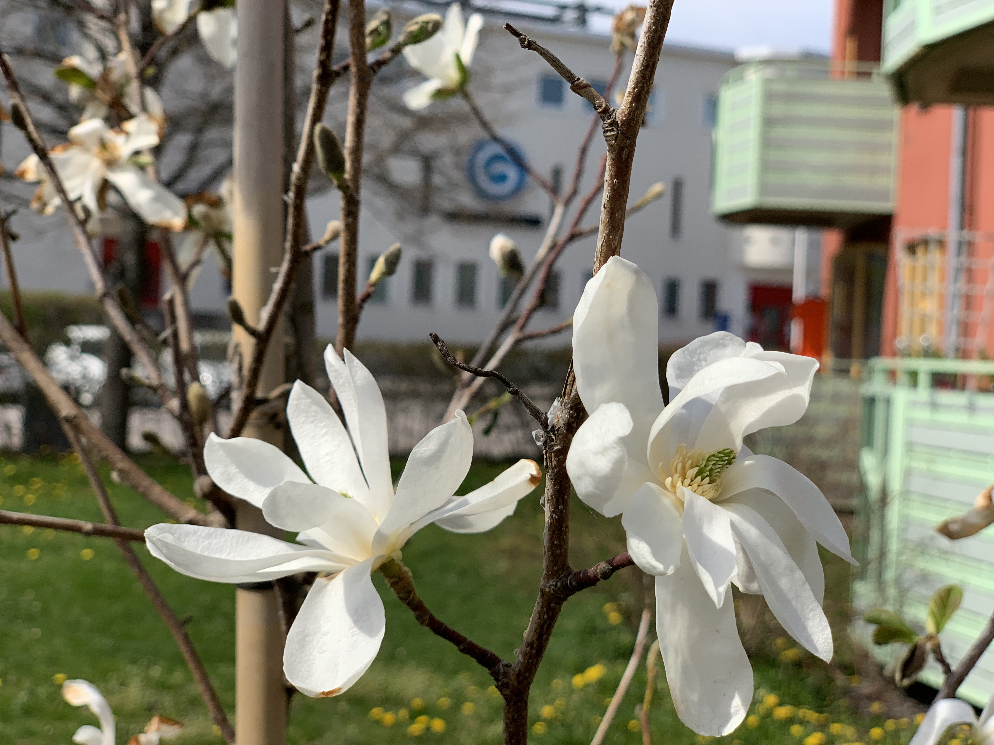 Vit blomma på ett träd