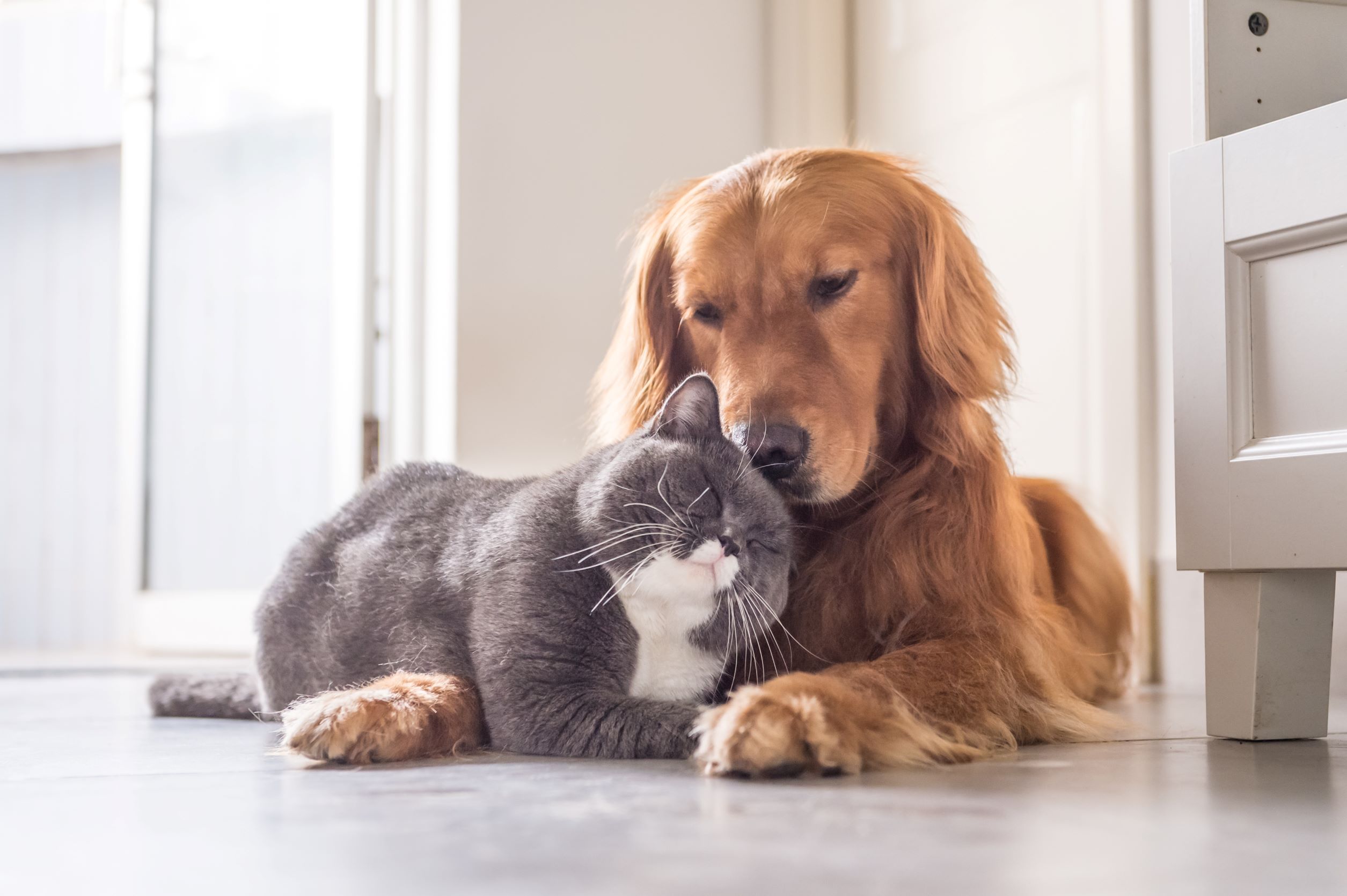 Bild på en katt och en hund