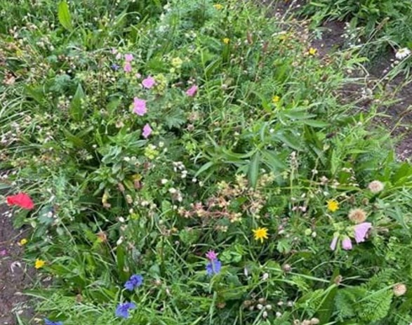 Bild på ängsblommor