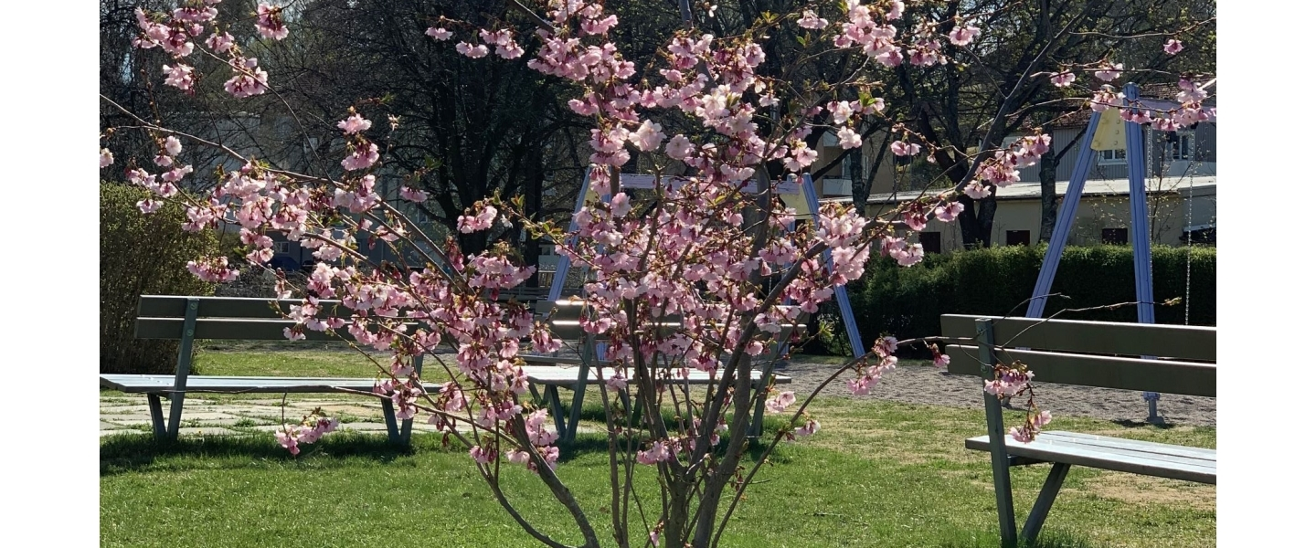Bild på ett blommande körsbärsträd